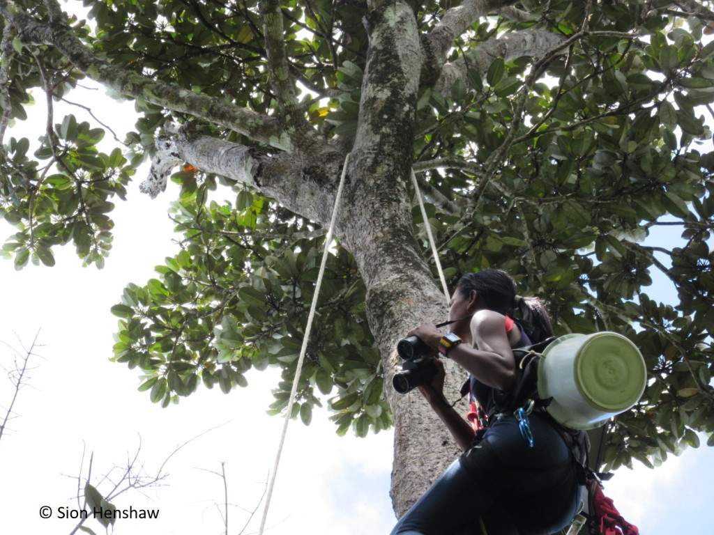 Vanousha identifying echo parakeet breeding pairs in a tree